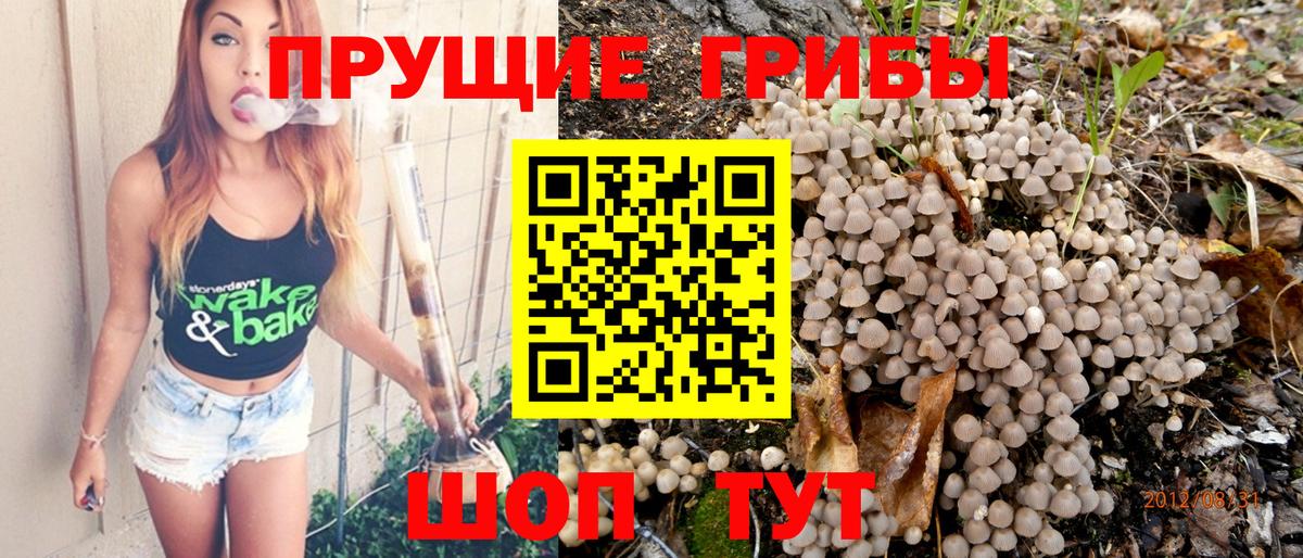 Галлюциногенные грибы Psilocybe Балахна