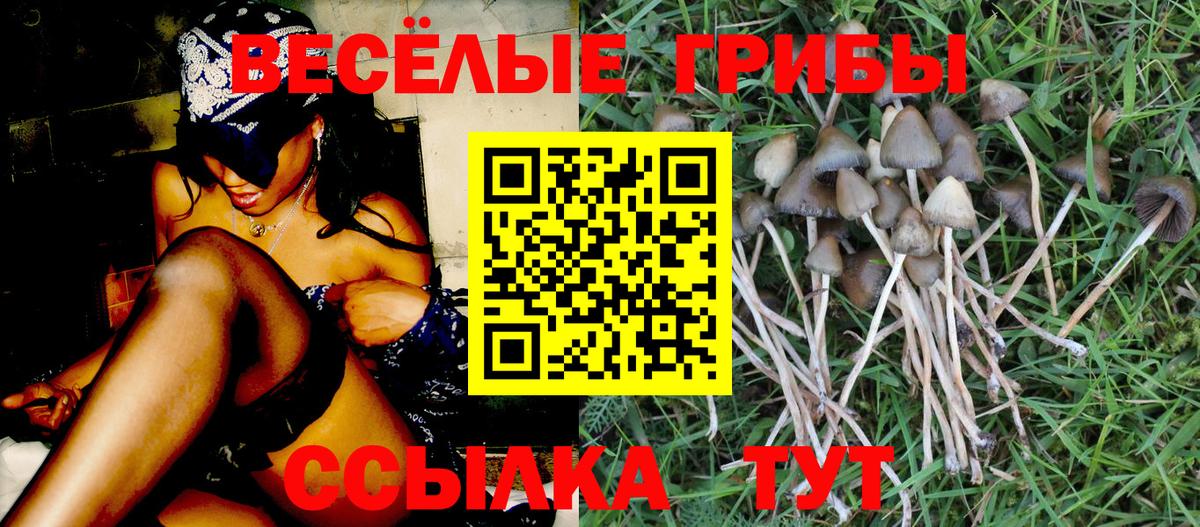 Балахна  закладки  Псилоцибиновые грибы прущие грибы  Вход с VPN  Галлюциногенные грибы Psilocybe 
